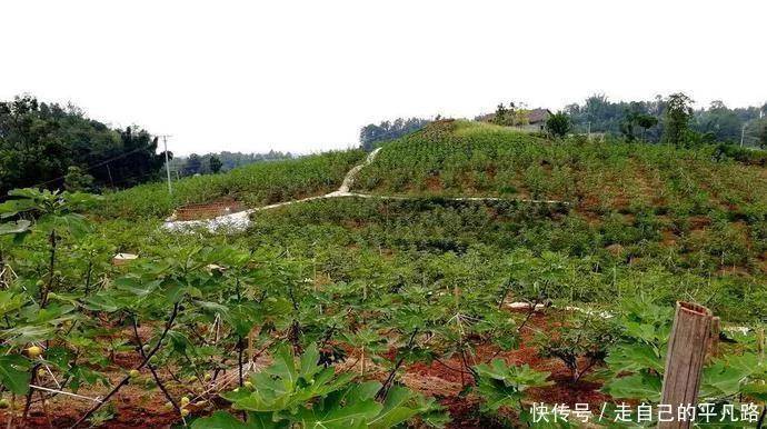 
全球公认投产最快的果树 当年栽种产量可达千斤 能一连收50年！“必一”(图1)