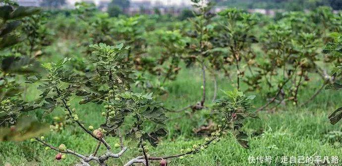 
全球公认投产最快的果树 当年栽种产量可达千斤 能一连收50年！“必一”(图3)