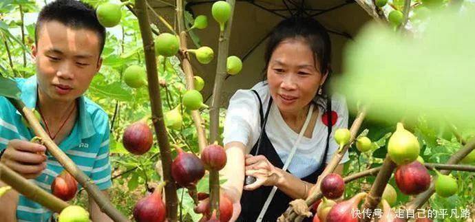 
全球公认投产最快的果树 当年栽种产量可达千斤 能一连收50年！“必一”(图5)