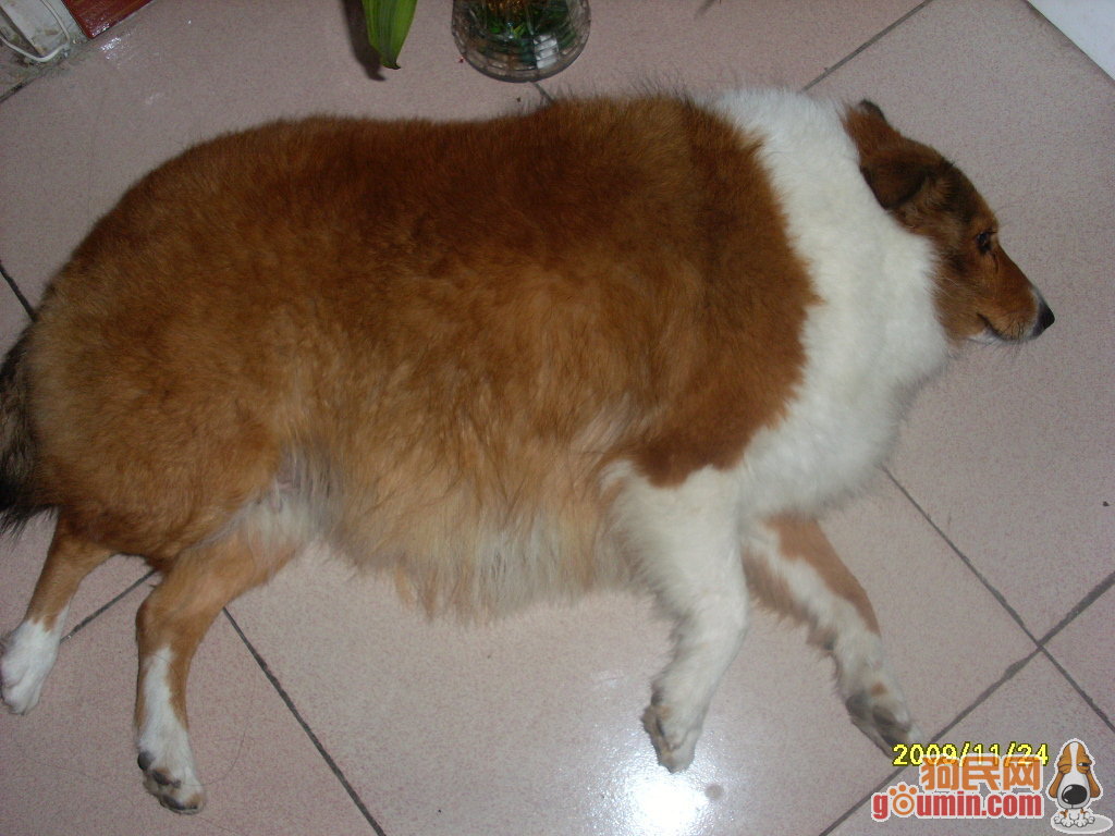 少女前线M950A祭奠强音皮肤 m950a周年庆晚礼服换装-Bsports必一体育(图1) 必一